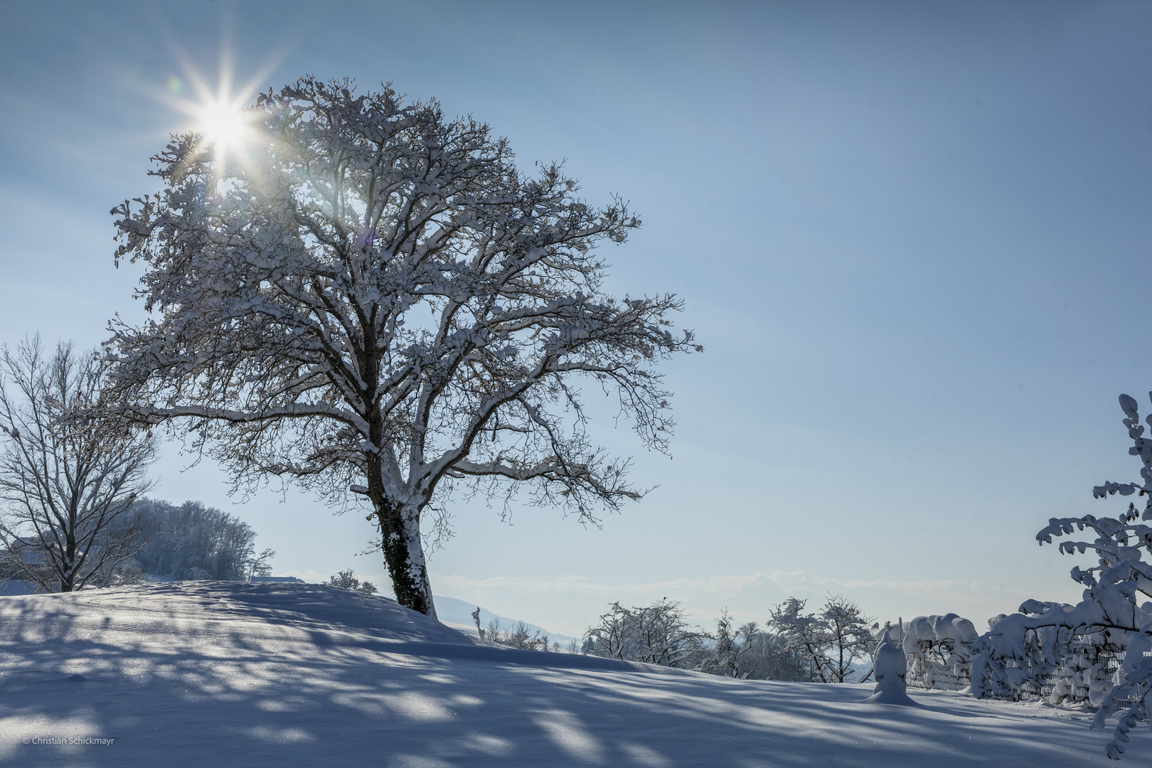 Verschneiter Birnbaum in der Wintersonne