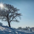 Verschneiter Birnbaum in der Wintersonne