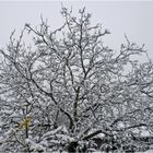 Verschneiter Frühling 1