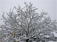 Verschneiter Frühling 1