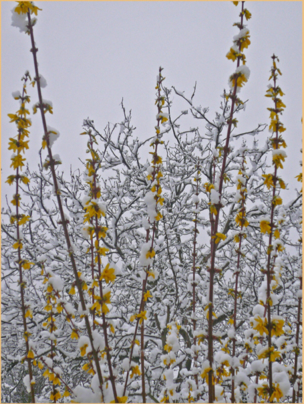 Verschneiter Frühling 2