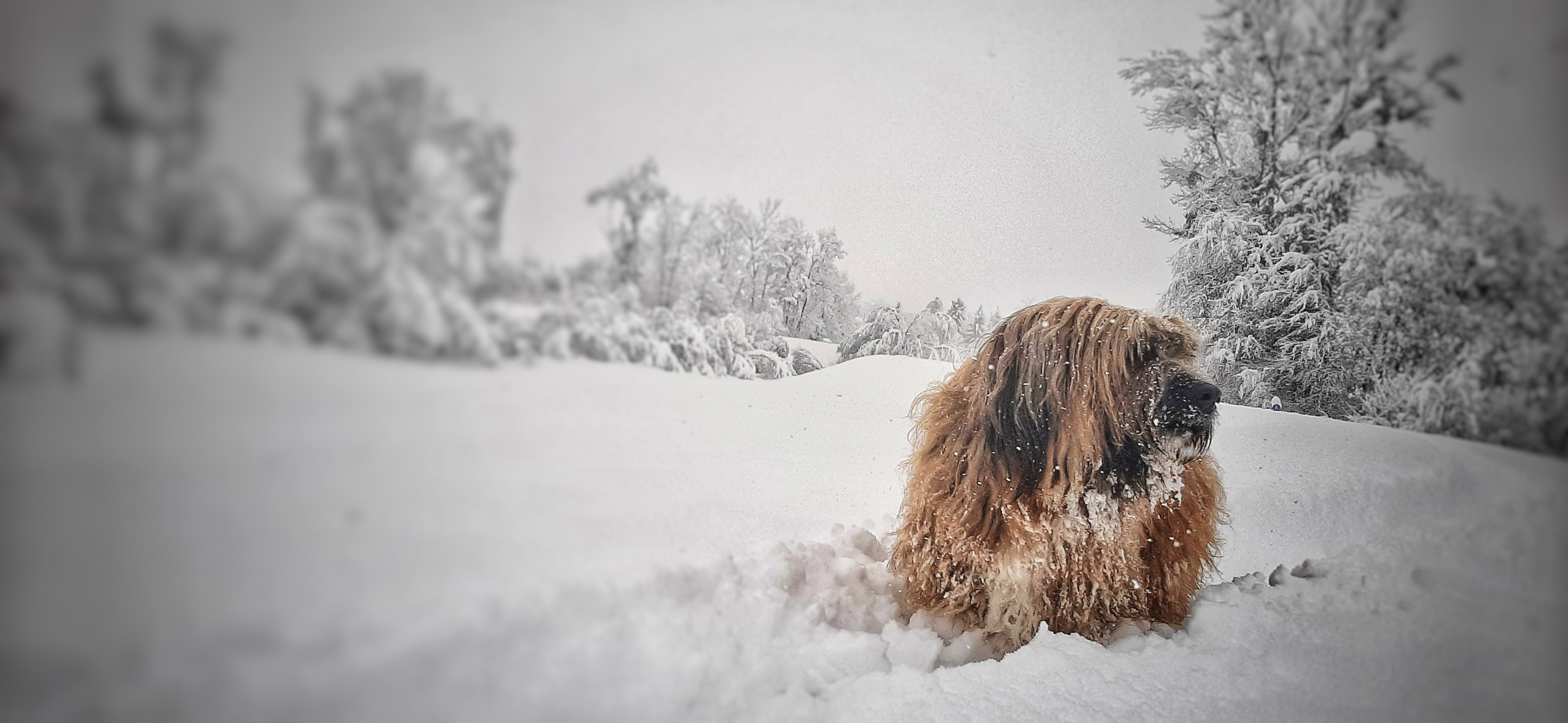 Verschneiter Hund
