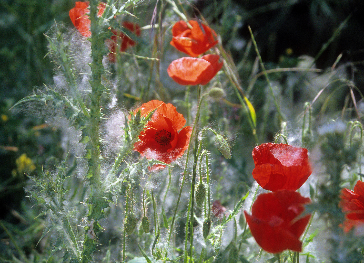 Verschneiter Klatschmohn