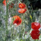 Verschneiter Klatschmohn