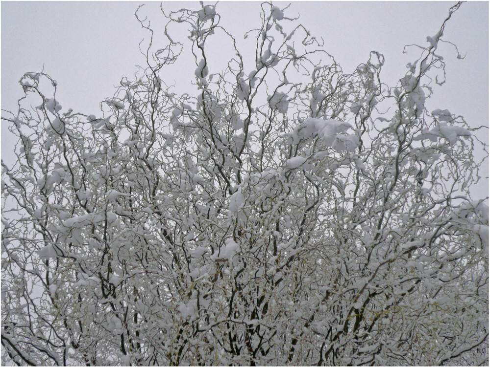 Verschneiter Morgen am 04.03.2008