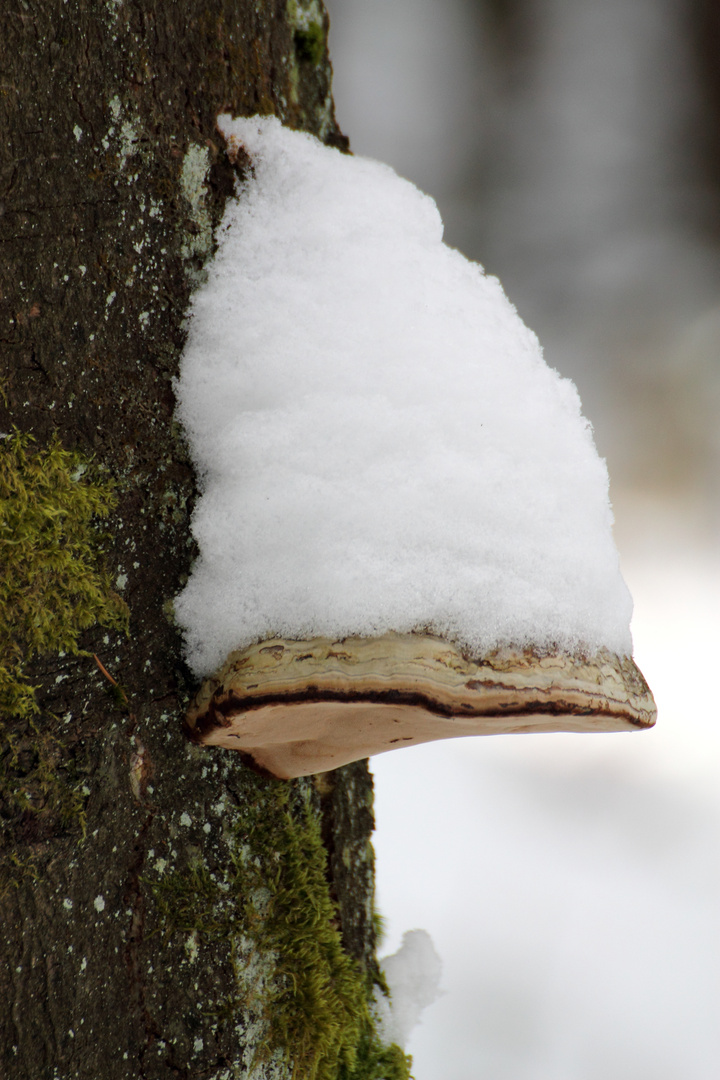 verschneiter Pilz am Baum