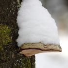 verschneiter Pilz am Baum