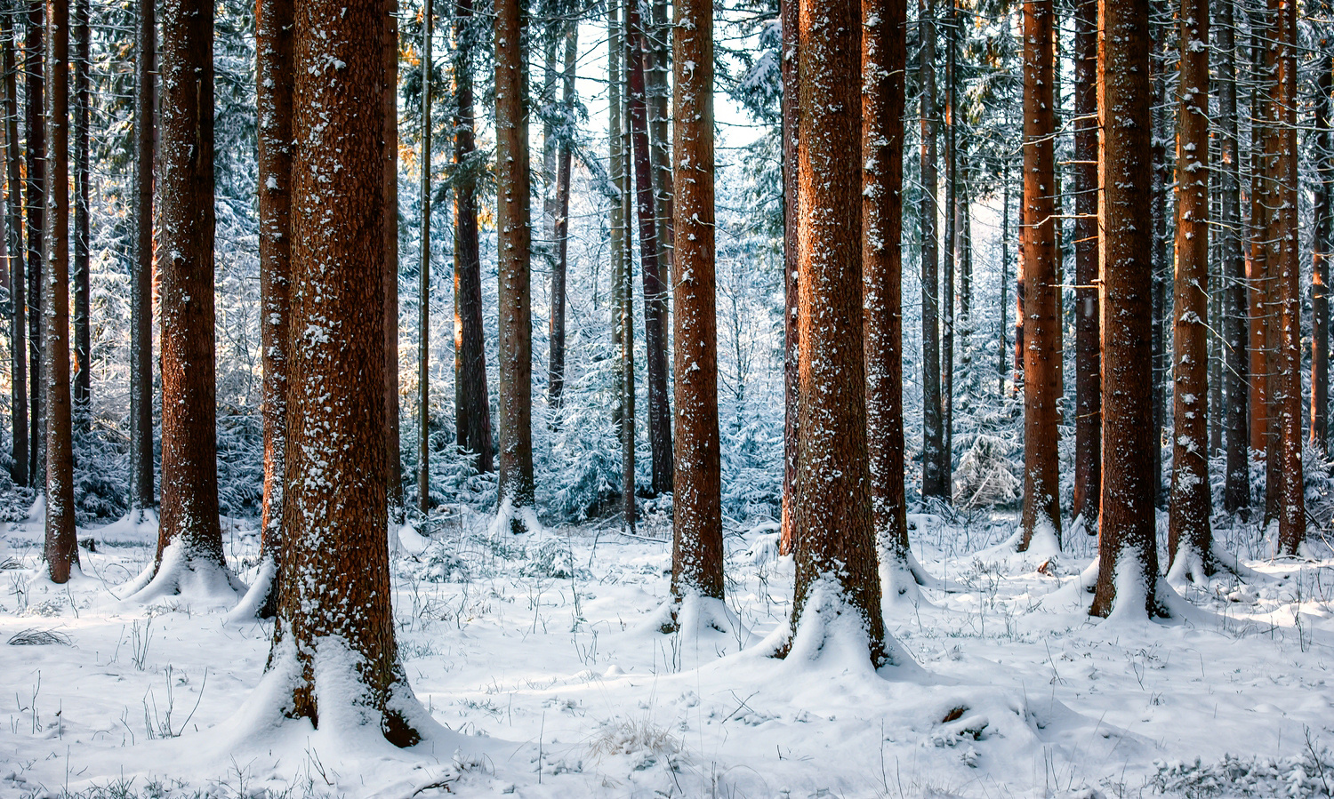 Verschneiter Sachsenwald