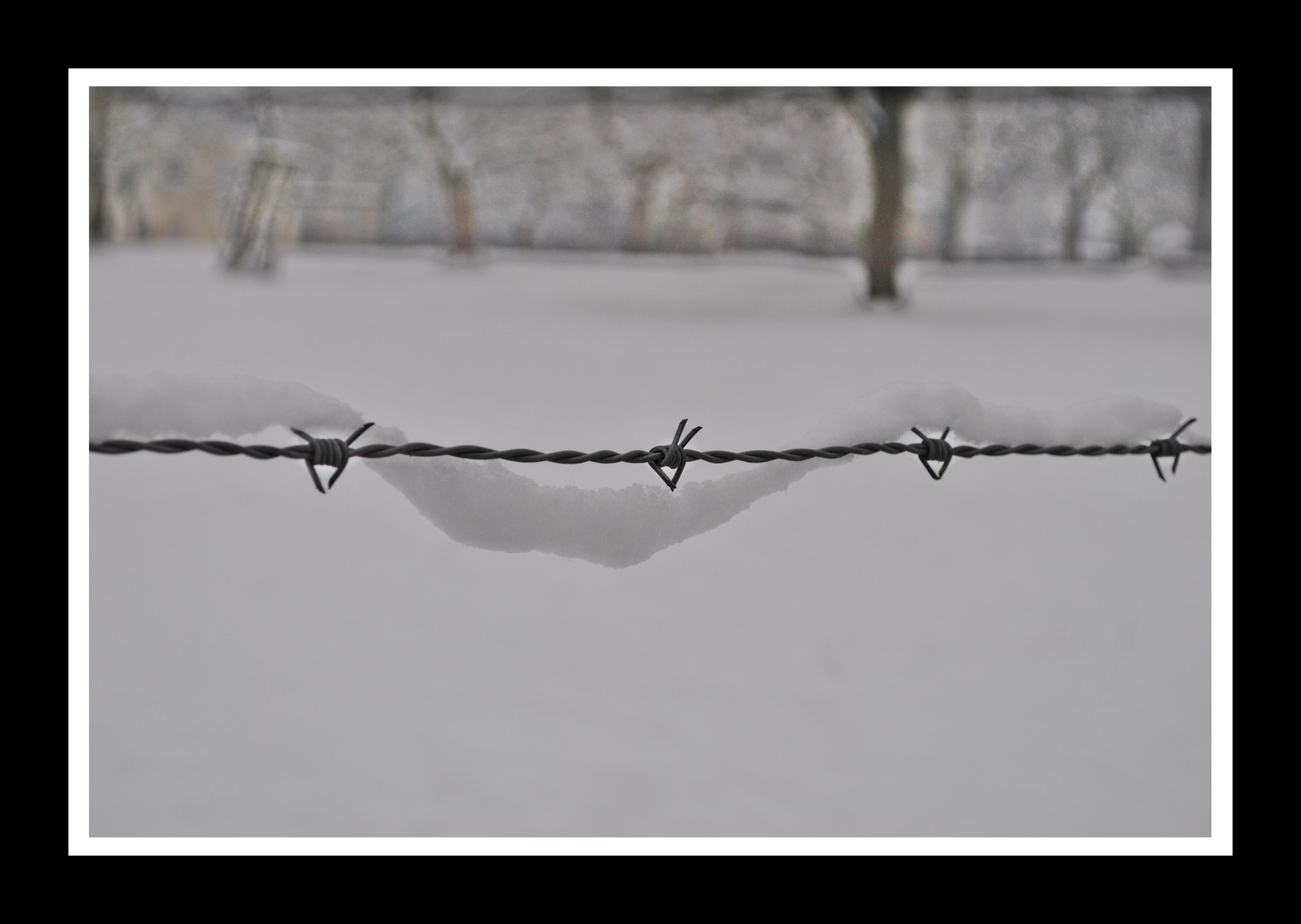 ... Verschneiter Stacheldraht ...