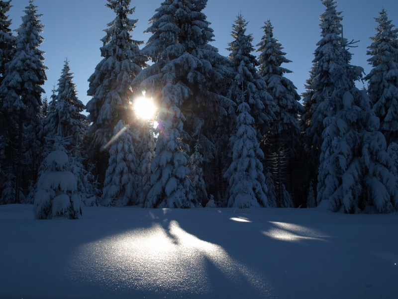 verschneiter Tannenwald