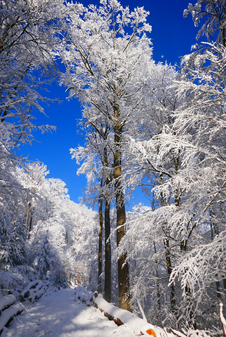 Verschneiter Wald