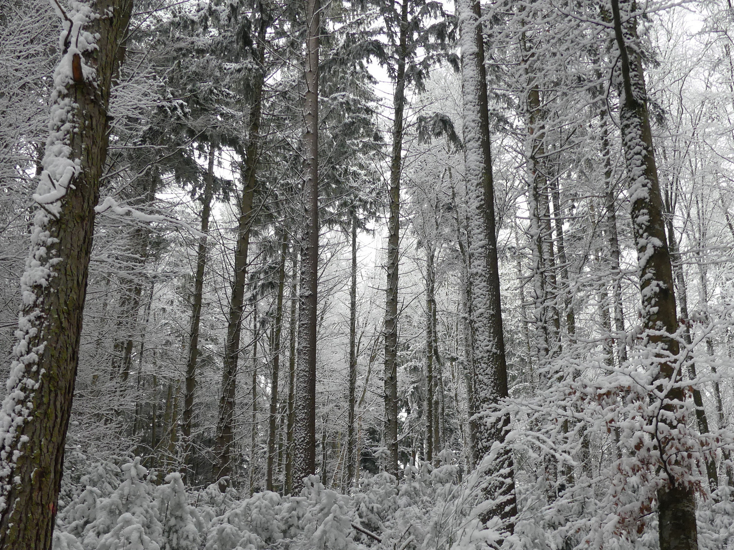 Verschneiter Wald