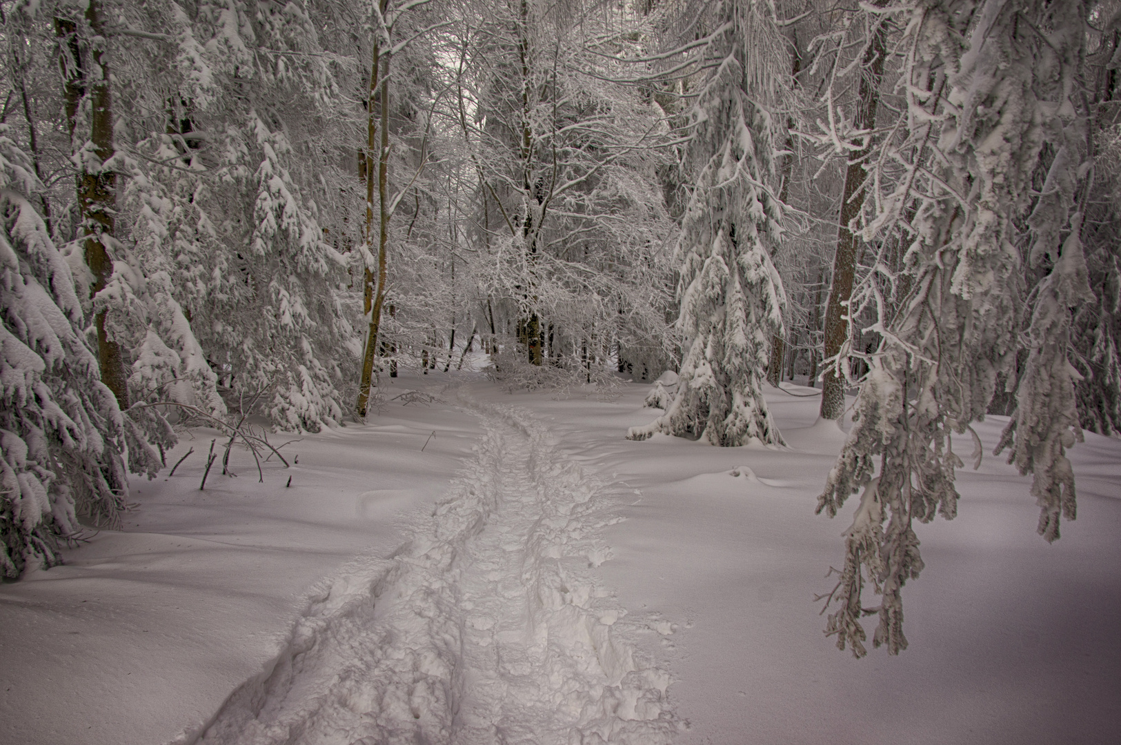 Verschneiter Wald