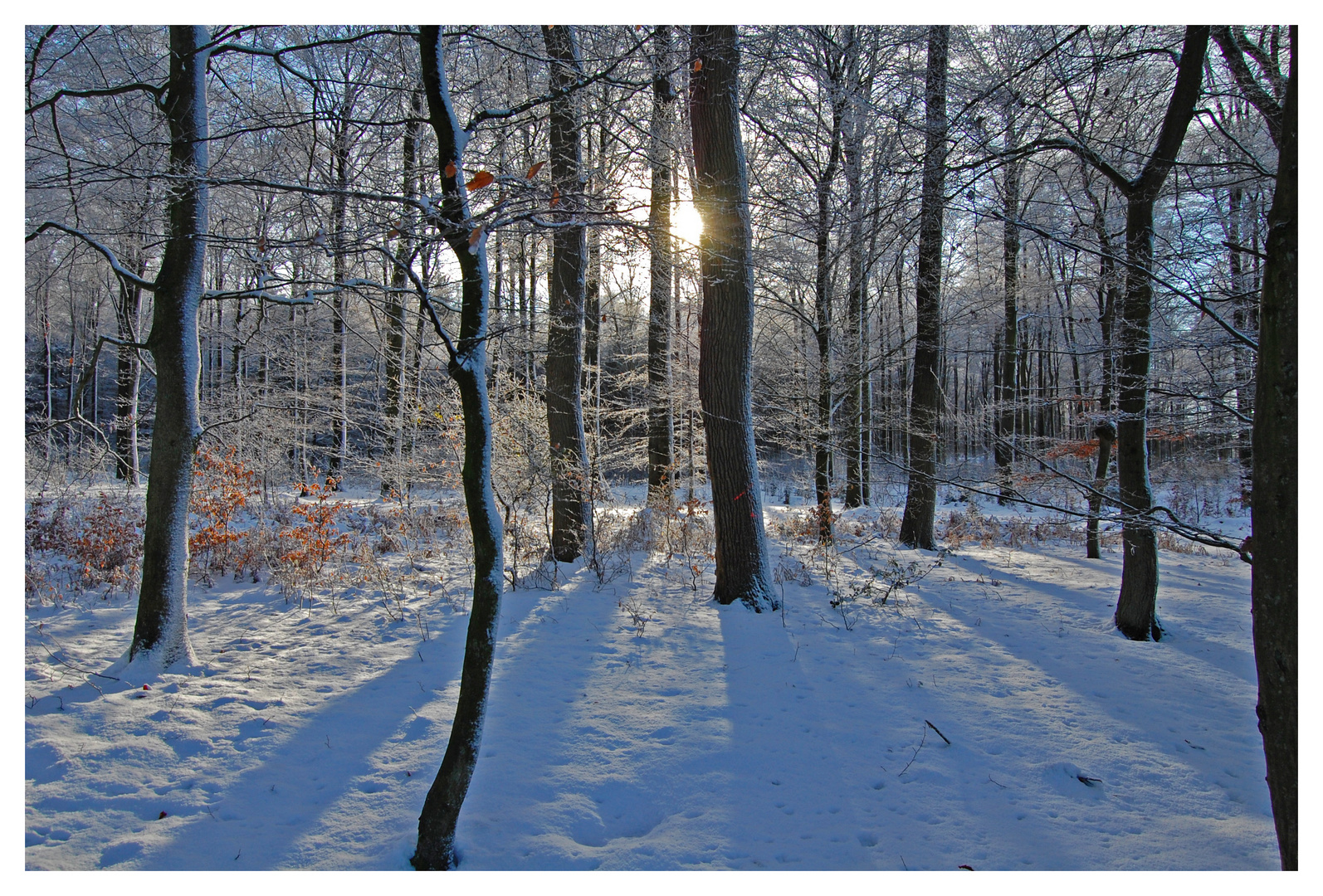 Verschneiter Wald