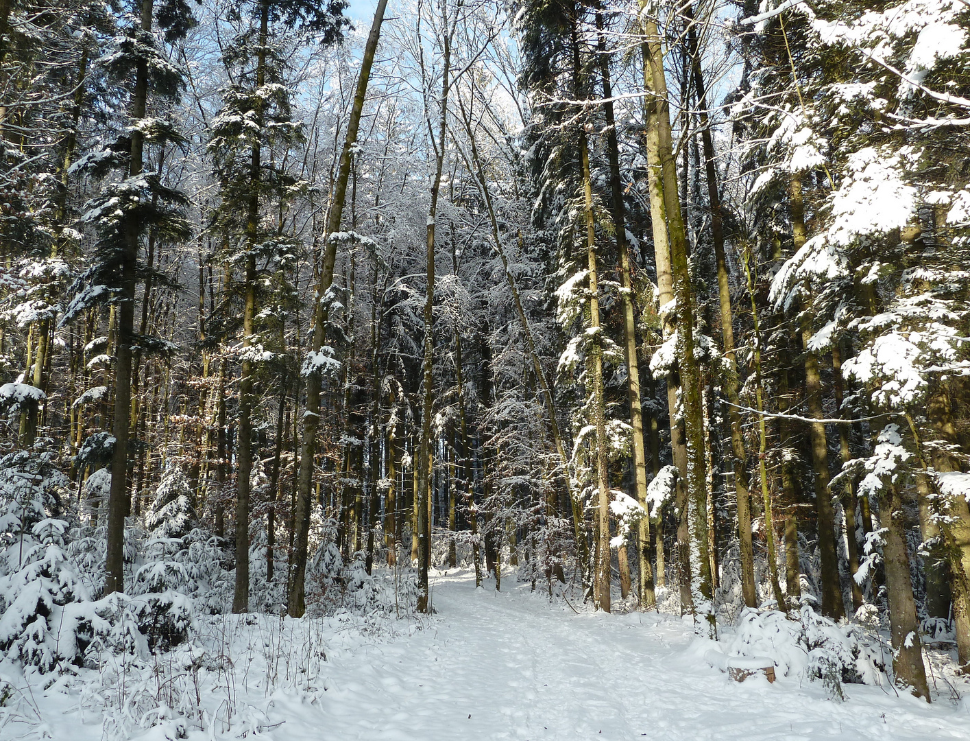 verschneiter Wald