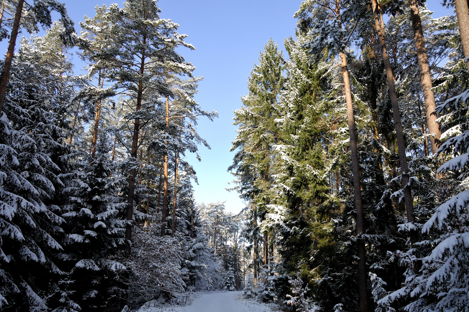 Verschneiter Wald