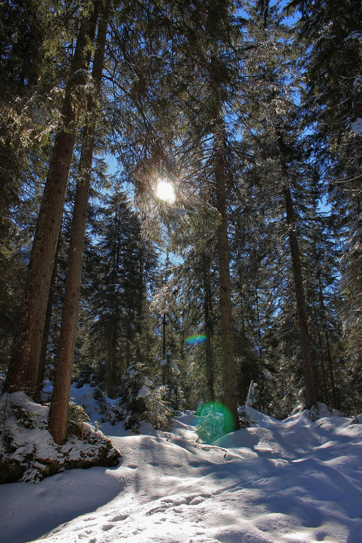 Verschneiter Wald