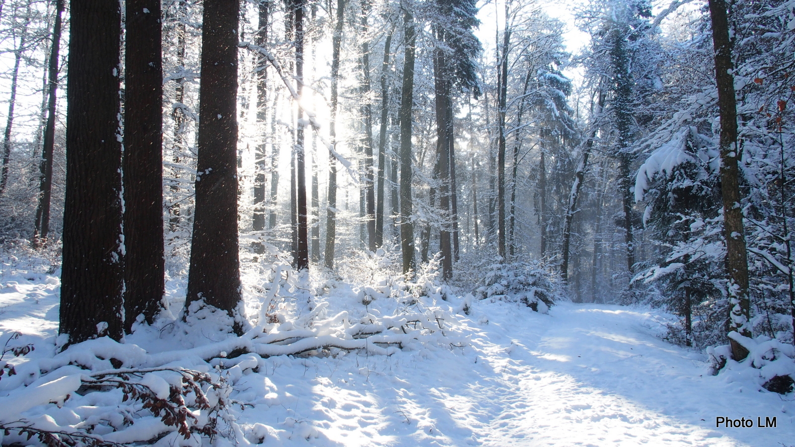 Verschneiter Wald im Gegenlicht am Silvestertag