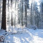 Verschneiter Wald im Gegenlicht am Silvestertag