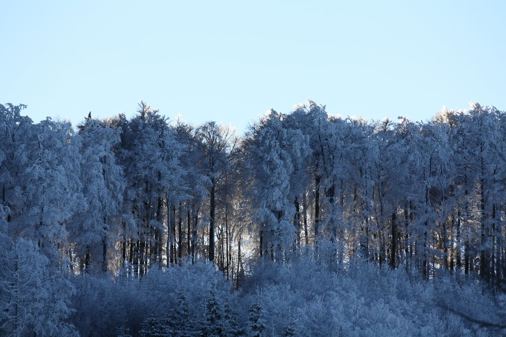 verschneiter Wald im Licht von samabu71 