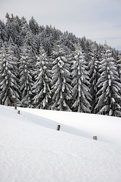 Verschneiter Wald Tanzboden