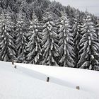 Verschneiter Wald Tanzboden