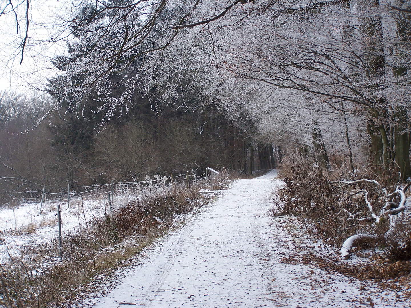 verschneiter Waldweg