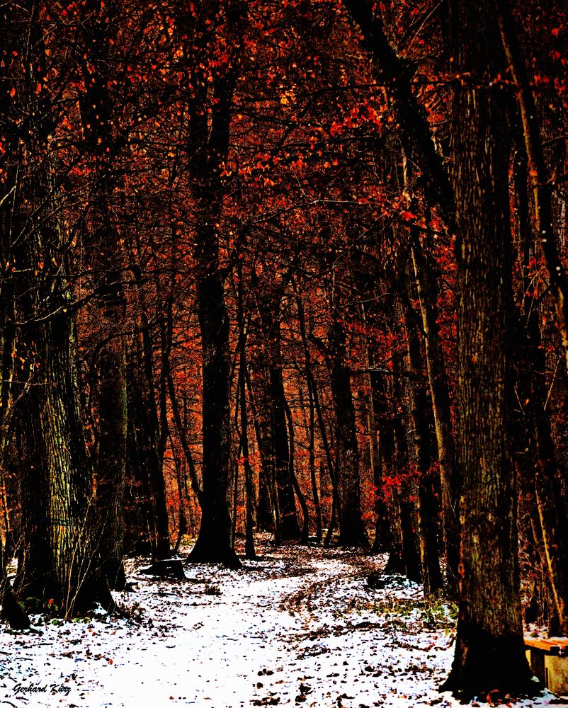 Verschneiter Waldweg