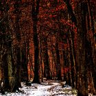 Verschneiter Waldweg