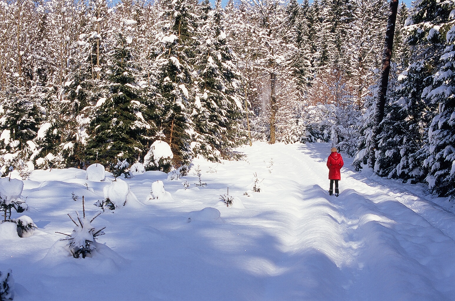 Verschneiter Waldweg