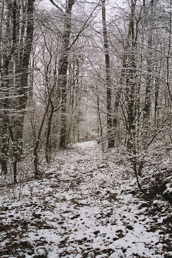 verschneiter Weg