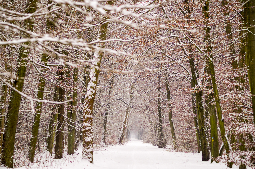 Verschneiter Weg ins Nichts