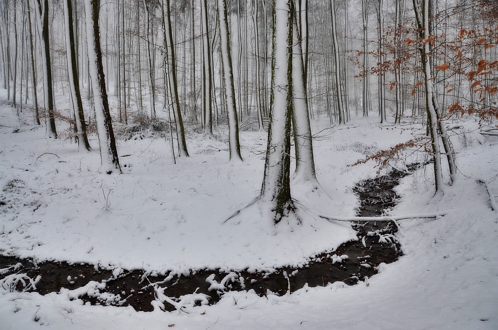 verschneiter Winterwald