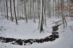 verschneiter Winterwald