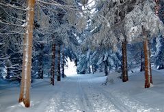 Verschneiter Winterwald