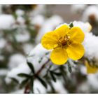 Verschneites Mittwochsblümchen aus den Alpen