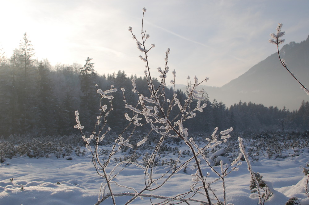 verschneites Moor