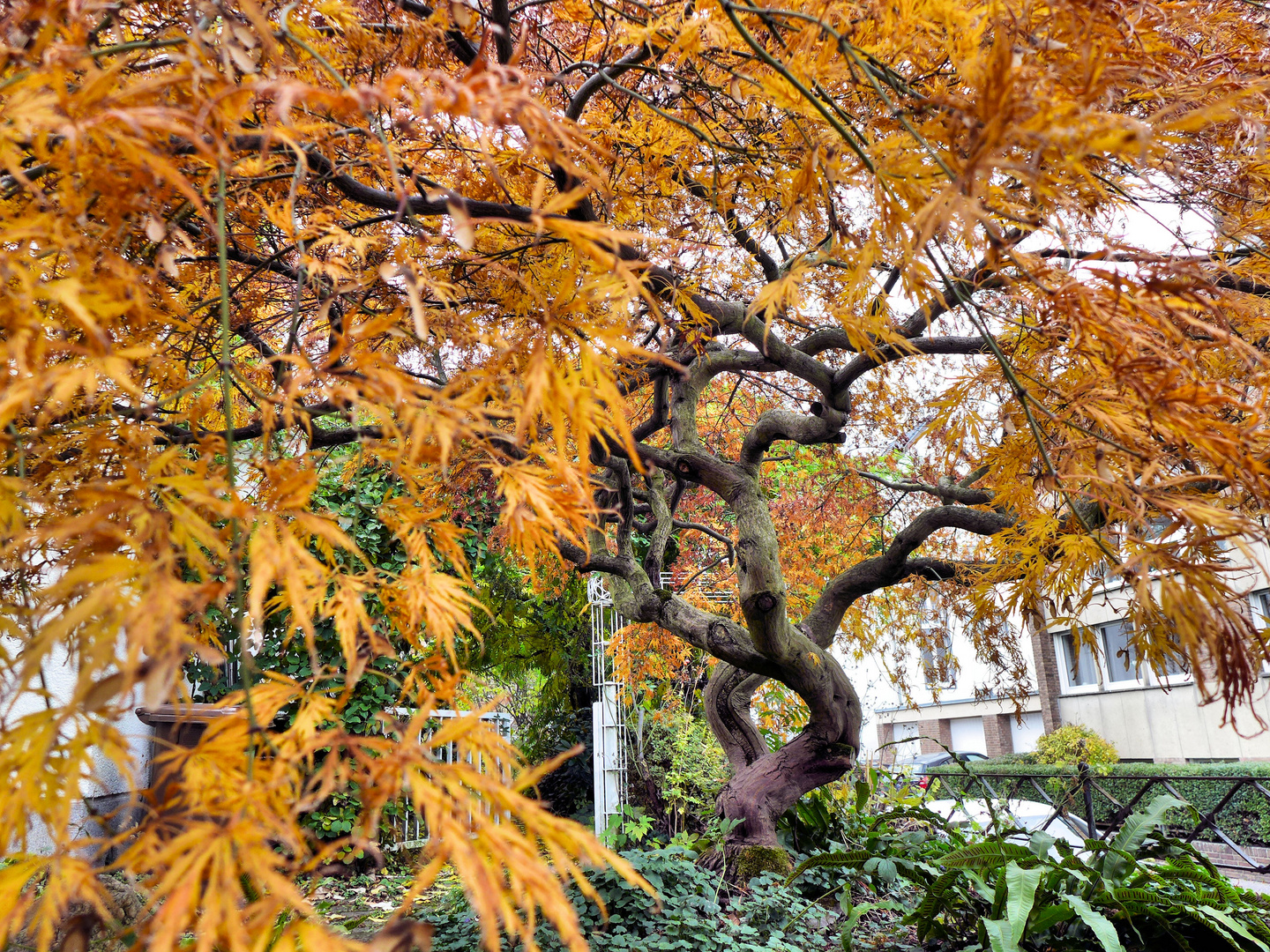 Verschnörkelter Herbstbaum