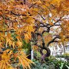 Verschnörkelter Herbstbaum