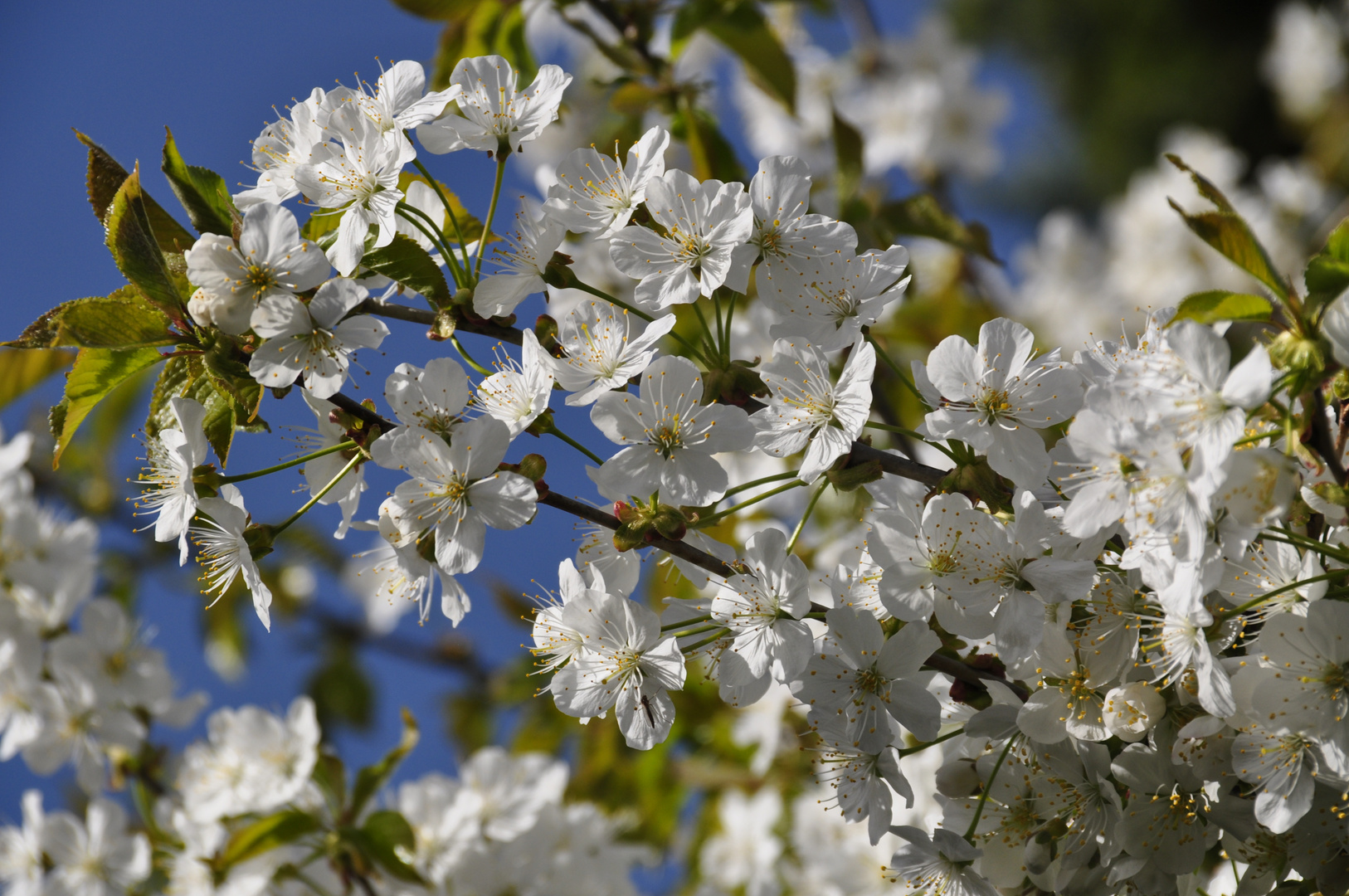 verschwenderische Natur