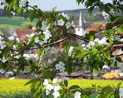 Verschwenderische Natur: Alles blüht zur gleichen Zeit (1) ...