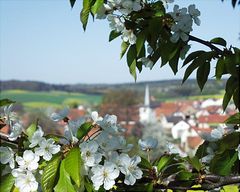 Verschwenderische Natur: Alles blüht zur gleichen Zeit (3) ...