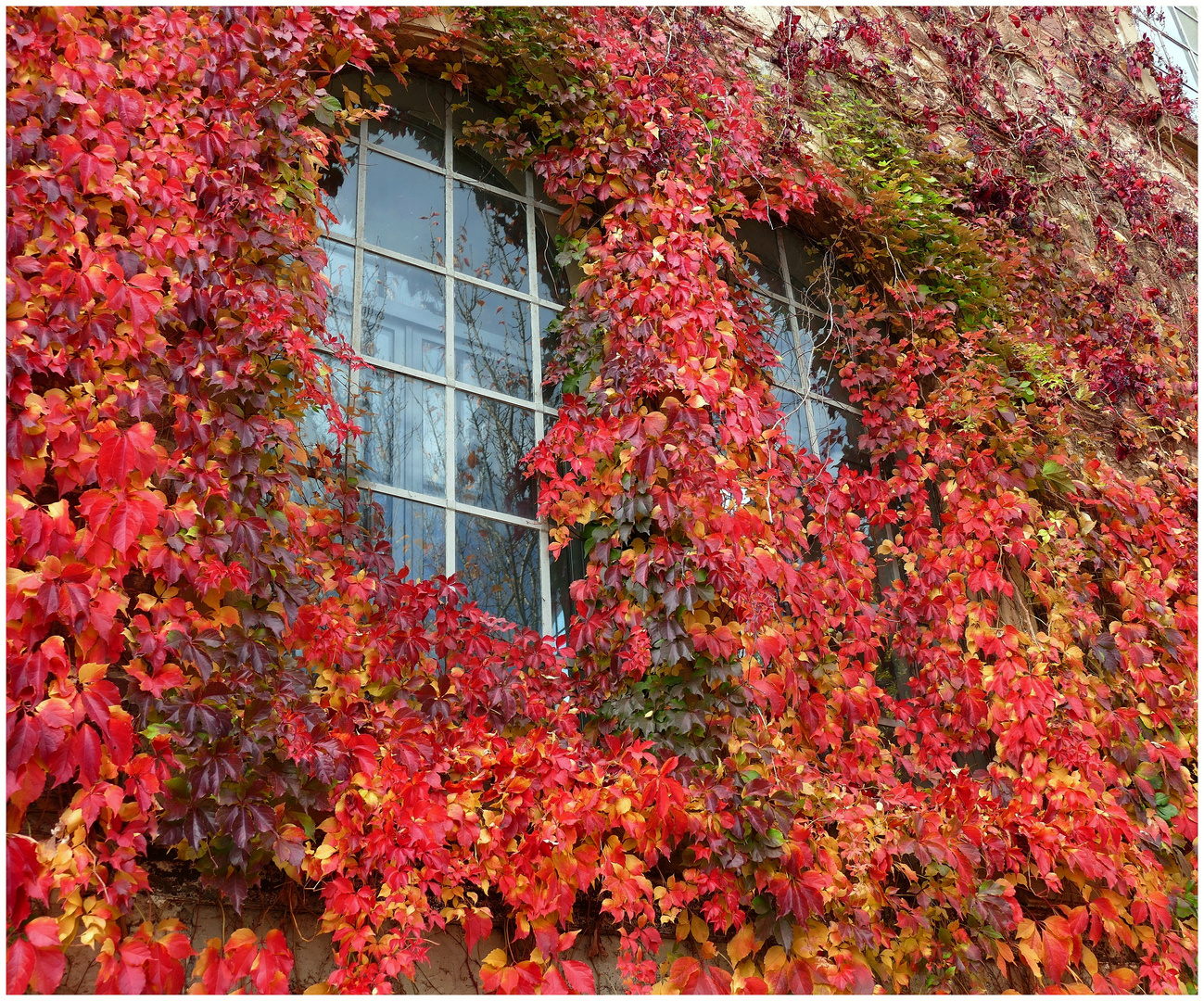 verschwenderischer Fensterschmuck