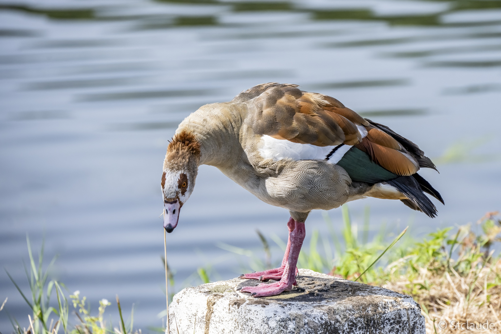VERSCHWINDE hier Foto & Bild wasser, natur, vögel Bilder auf