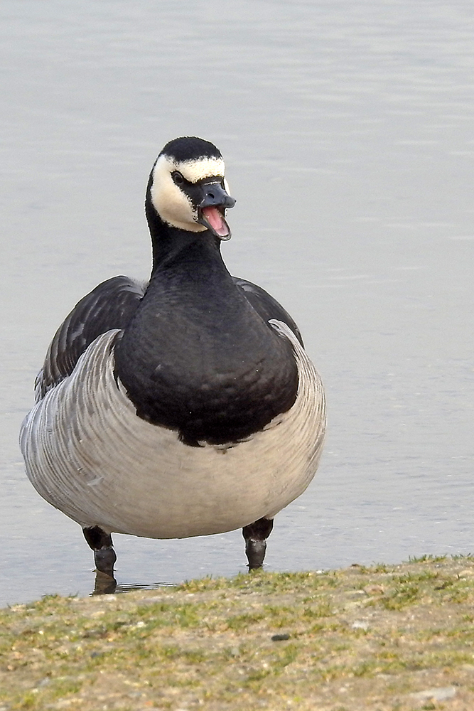 verschwinde mit dem schwarzen Kästchen