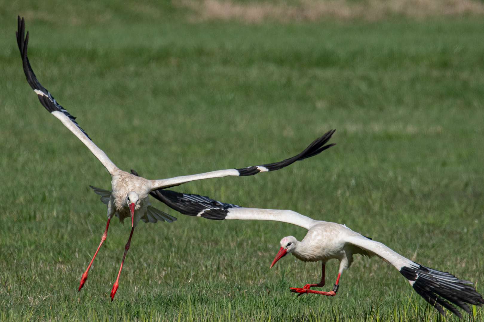 Verschwinde, unberingter Eindringling!!