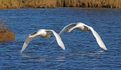 Verschwinde von meinem Teich