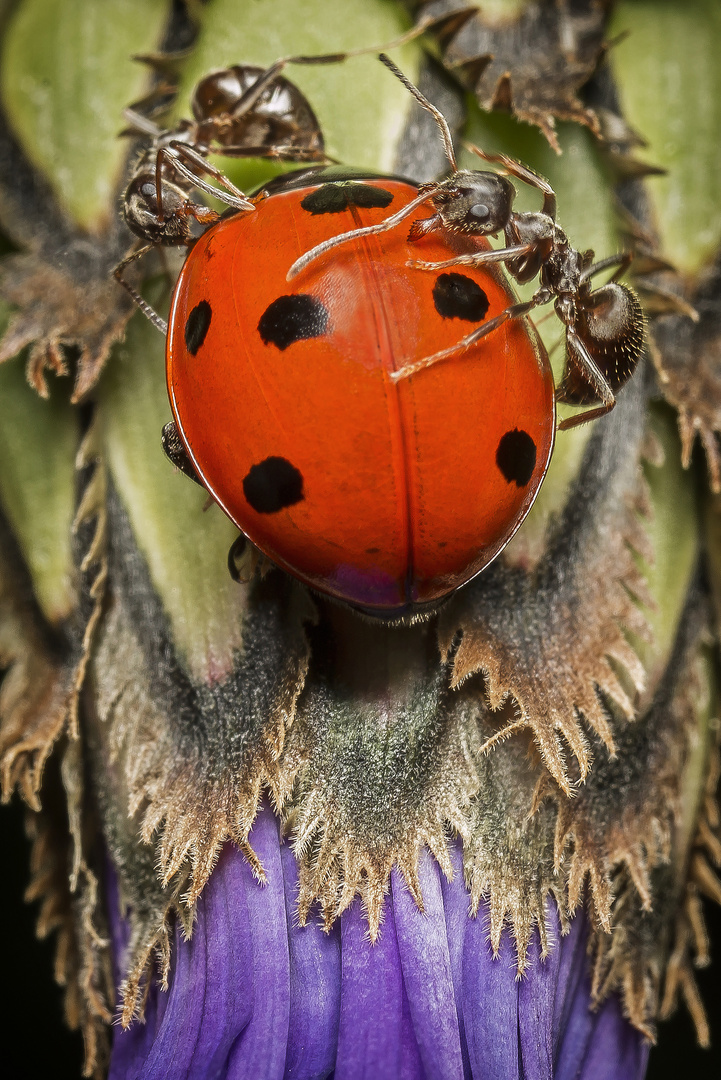 Verschwinde von unserer Knospe!