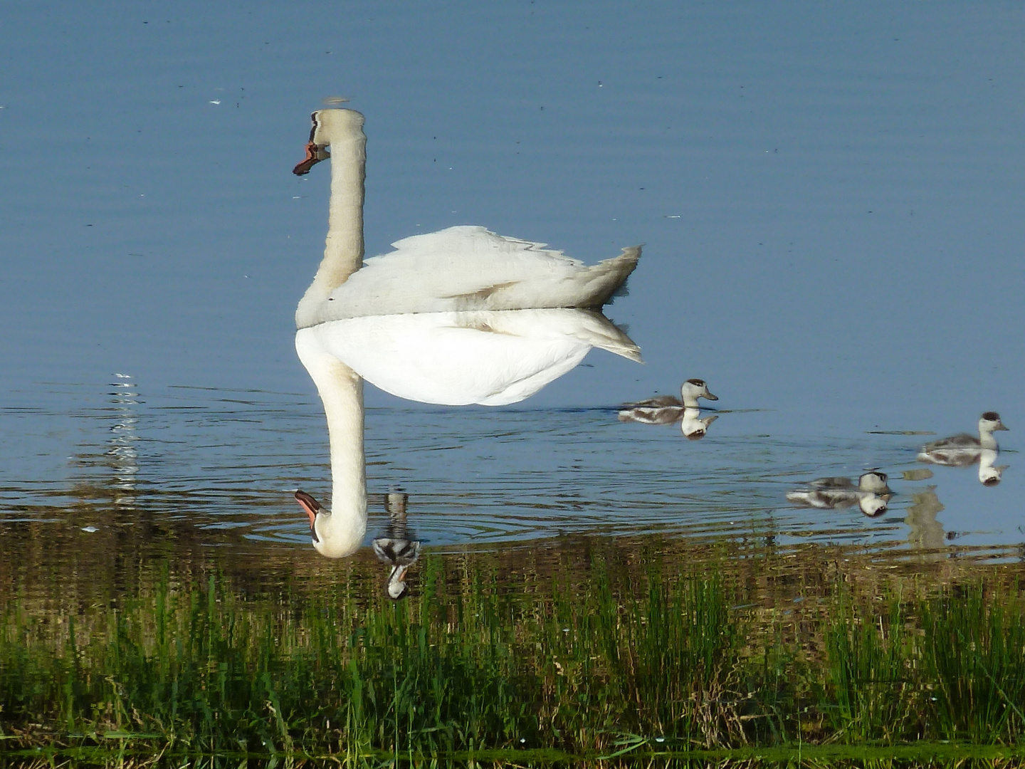 verschwommen - Schwan mit Brandgans-Küken