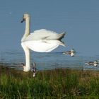 verschwommen - Schwan mit Brandgans-Küken